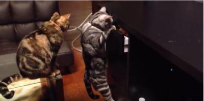 努力も全て水の泡・・猫たちの意外な展開に爆笑