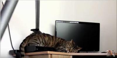 猫のグルーミングアイテムは掃除機