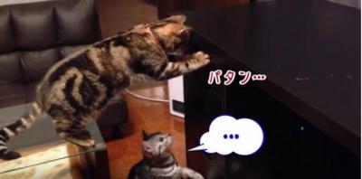 努力も全て水の泡・・猫たちの意外な展開に爆笑