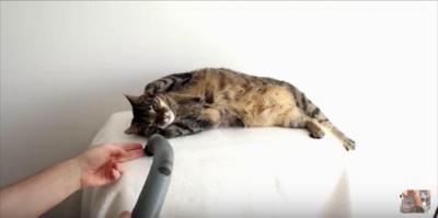猫のグルーミングアイテムは掃除機