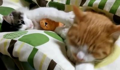 眠っている猫を起こそうとする子猫