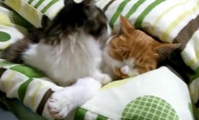 眠っている猫を起こそうとする子猫