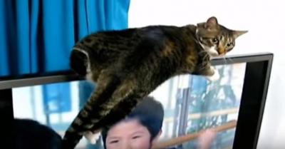 昔のテレビが懐かしい・・・薄型テレビに乗る猫