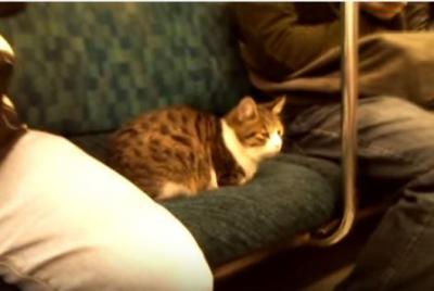 もしや看板猫?電車でくつろぎ過ぎな猫