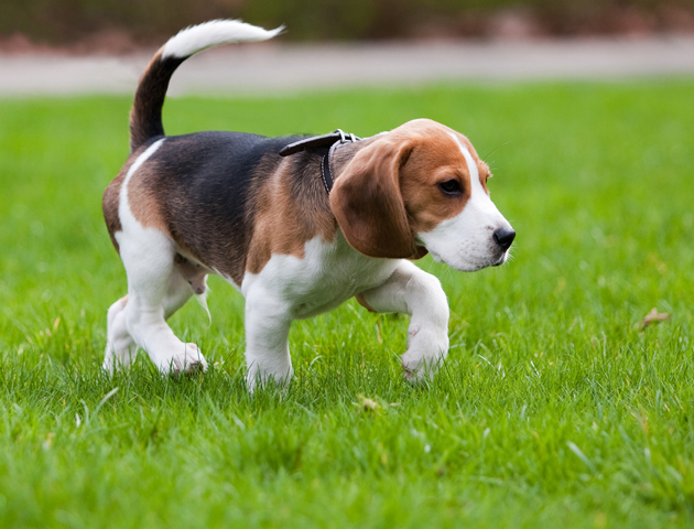 愛犬の健康を「歩き方」で見る?犬の歩き方とその変化