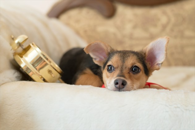 shutterstock_245461198_R