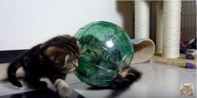 激萌え!球体でコロコロと転がる子猫