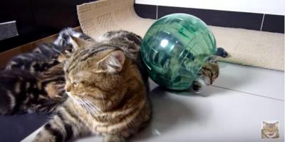 激萌え!球体でコロコロと転がる子猫