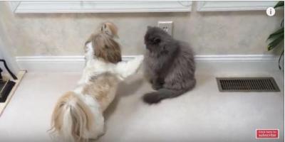シーズー犬vsブルーペルシャ猫のパンチ炸裂!