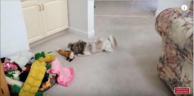 シーズー犬vsブルーペルシャ猫のパンチ炸裂!