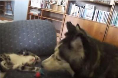 可愛い子猫に夢中なハスキー犬
