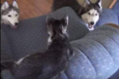 可愛い子猫に夢中なハスキー犬