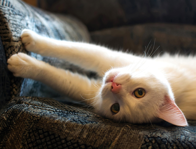 【しつけ:身の回り編】猫の爪とぎはどうやって防ぐ?