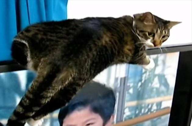 TVninoru_R