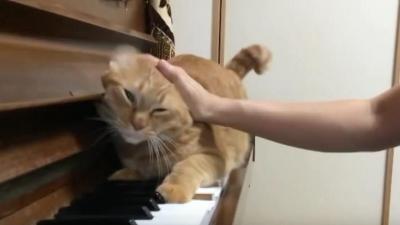 かまってアピールでピアノの演奏を妨害する猫