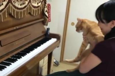 かまってアピールでピアノの演奏を妨害する猫