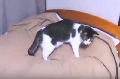 早く~!モコモコのパジャマにスリスリ甘える猫