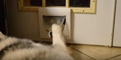 ハスキー犬、猫用ドアから鼻だけニョキ