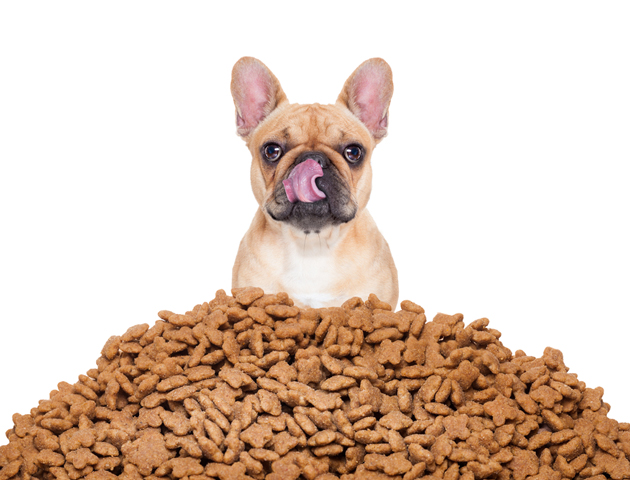 食事にも注意が必要!? 犬がかかる3つのアレルギー!