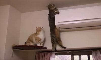 ありがた迷惑?降りるのを手伝うマンチカン