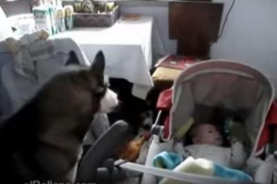 犬の遠吠えは、赤ちゃんの子守歌