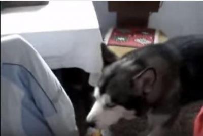 犬の遠吠えは、赤ちゃんの子守歌