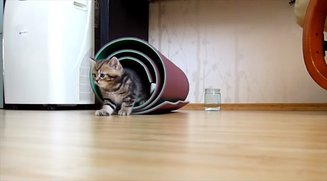 mattneko2_R