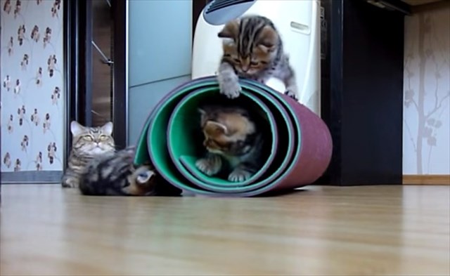 mattneko3_R