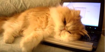 モフモフ猫がパソコンを占拠