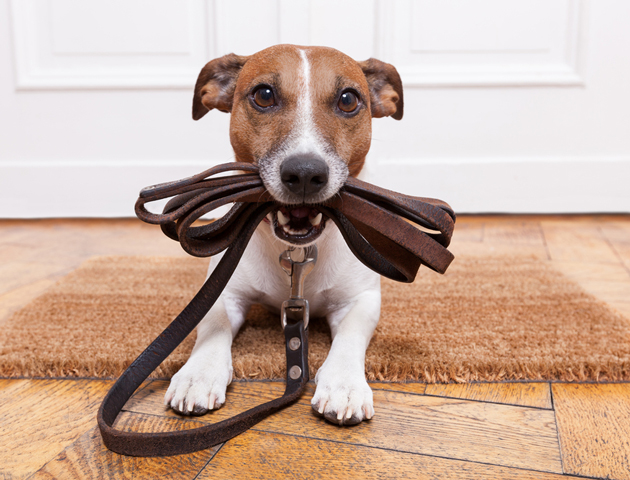 家族の同意は得ましたか? 犬を飼う際の7つの心構え!