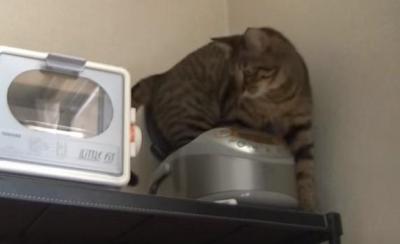 なんとかして炊飯器に入ろうとする猫