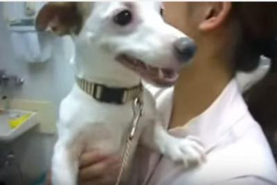 動物病院で一喜一憂のジャックラッセルテリア