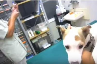 動物病院で一喜一憂のジャックラッセルテリア