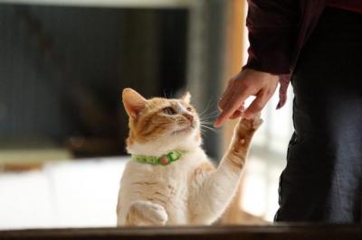 猫が好き!猫にモテたい!それにはどうしたらいいの?