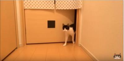 お帰り~!玄関まで2秒で駆けつける猫