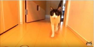 お帰り~!玄関まで2秒で駆けつける猫