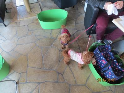 【片瀬江ノ島駅】愛犬とオーシャンビューでおしゃれなランチを♪ペット可「i-na cafe(イーナカフェ)」 【神奈川県藤沢市】