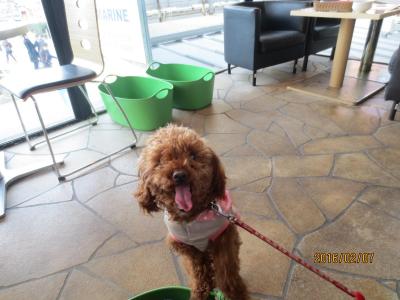 【片瀬江ノ島駅】愛犬とオーシャンビューでおしゃれなランチを♪ペット可「i-na cafe(イーナカフェ)」 【神奈川県藤沢市】