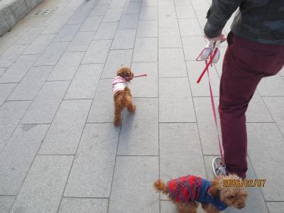 【片瀬江ノ島駅】愛犬とオーシャンビューでおしゃれなランチを♪ペット可「i-na cafe(イーナカフェ)」 【神奈川県藤沢市】