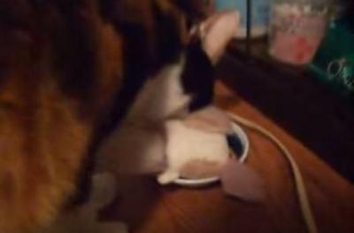 一緒にご飯食べようね。猫の大切なぬいぐるみ