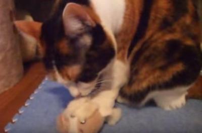 一緒にご飯食べようね。猫の大切なぬいぐるみ