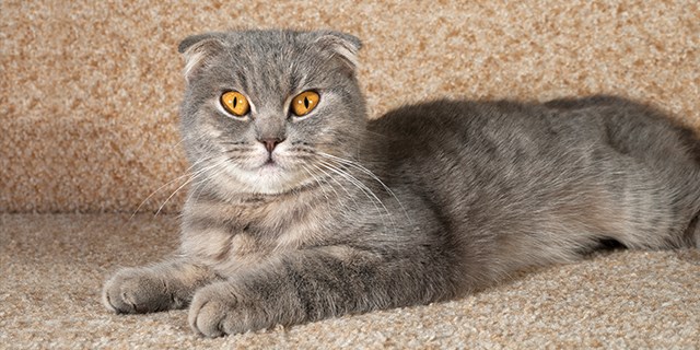 scottish-fold