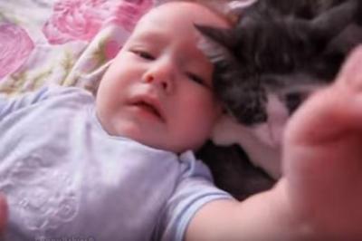 毛をむしられても赤ちゃんの子守をする猫