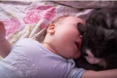 毛をむしられても赤ちゃんの子守をする猫