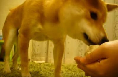 文句を言いながら、おやつを渡す柴犬