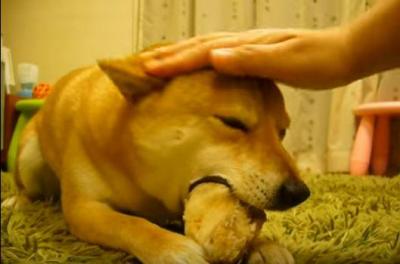 文句を言いながら、おやつを渡す柴犬