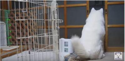 オナラの証拠隠滅は、しっぽフリフリ秋田犬