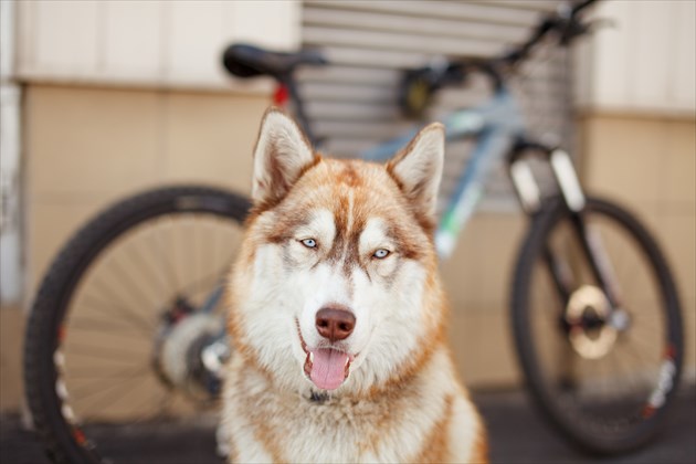 shutterstock_383572288_R