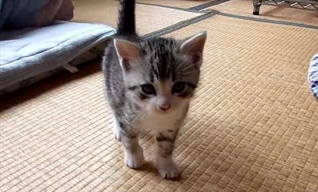stoekingneko_R