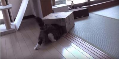 段ボールの箱に入りたくて悪戦苦闘する猫
